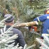 christbaumaufstellen 2017 17